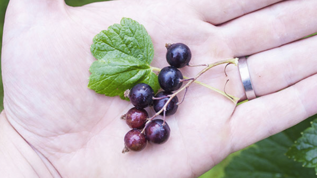 Stop alla psoriasi con la fitoterapia