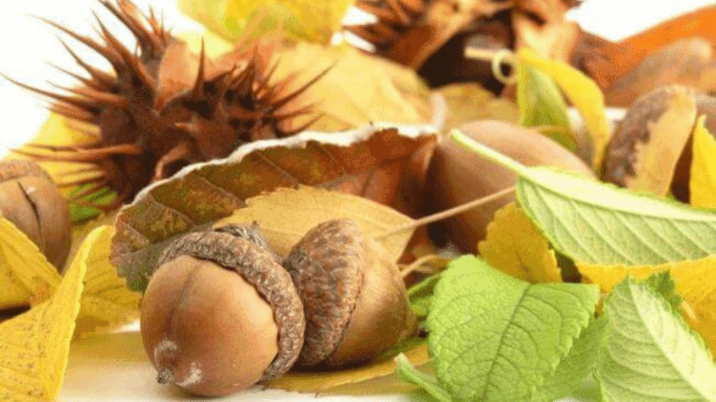 Vincere la cellulite grazie all'ippocastano