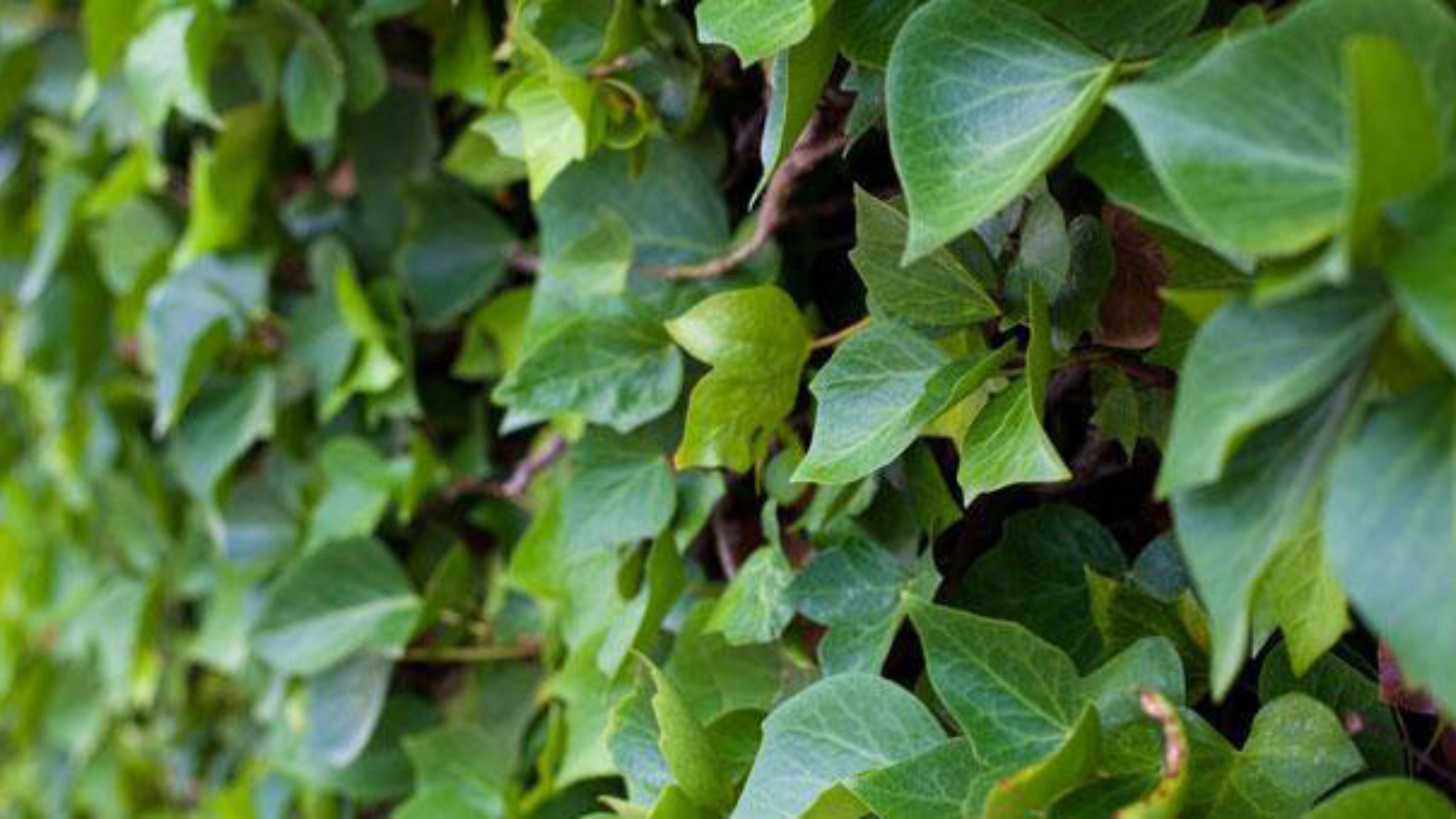 L’edera rimette a nuovo pelle e capelli