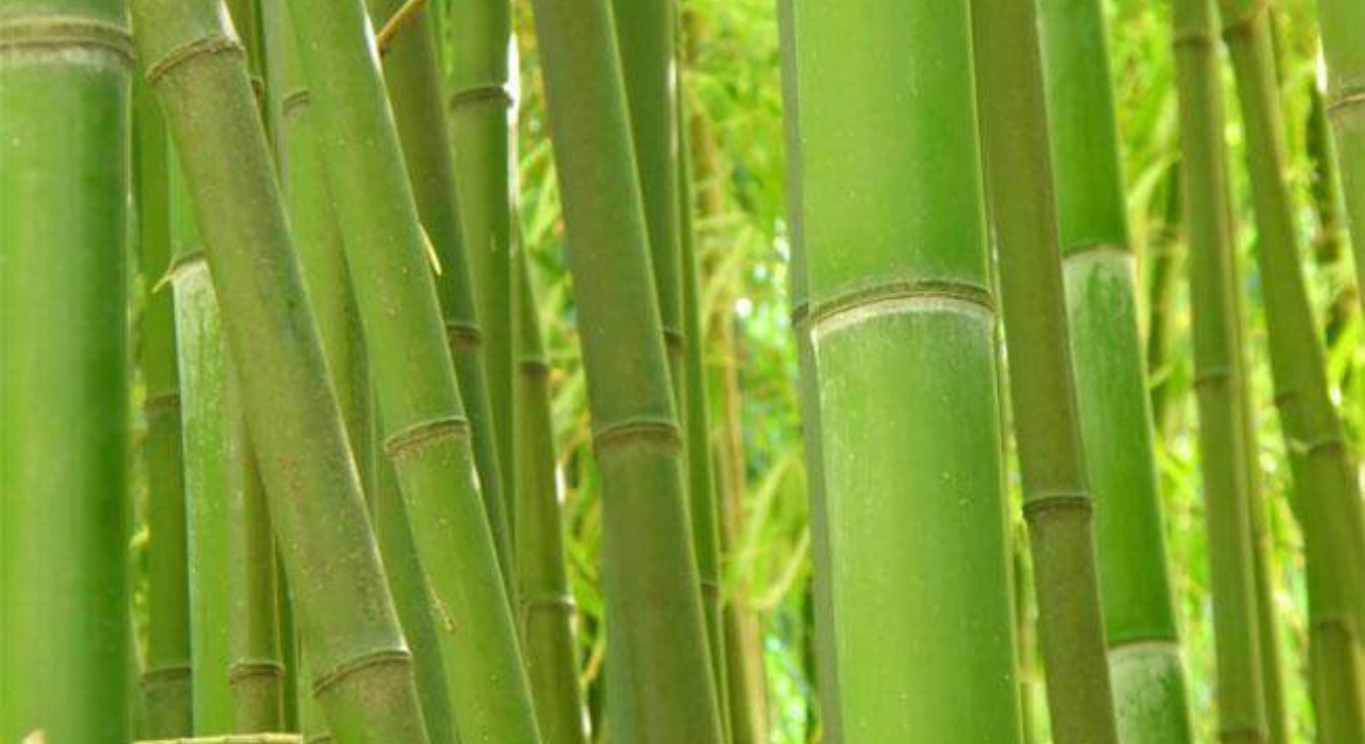 Bambù, un baluardo a difesa delle ossa