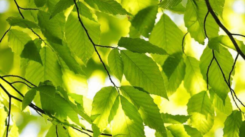 Elm placa la fame nervosa