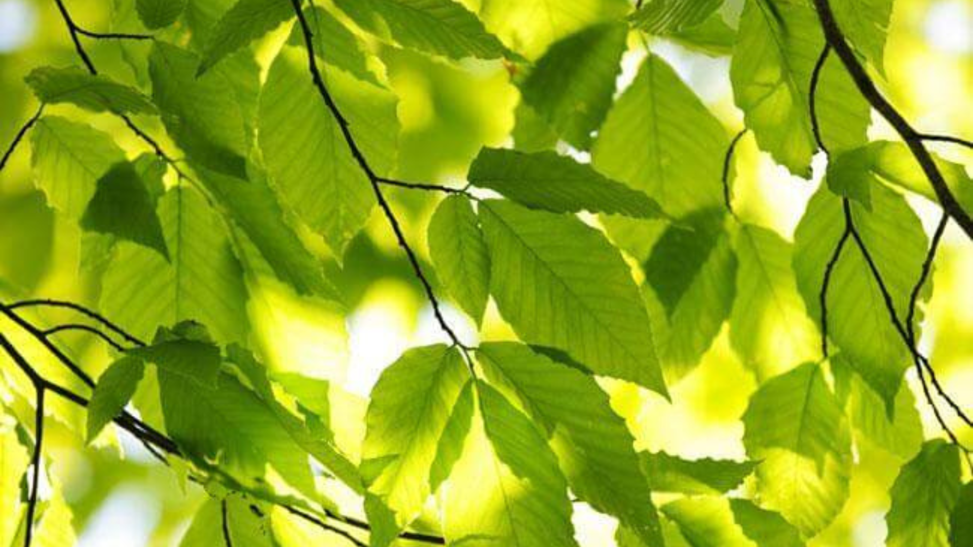 Elm placa la fame nervosa