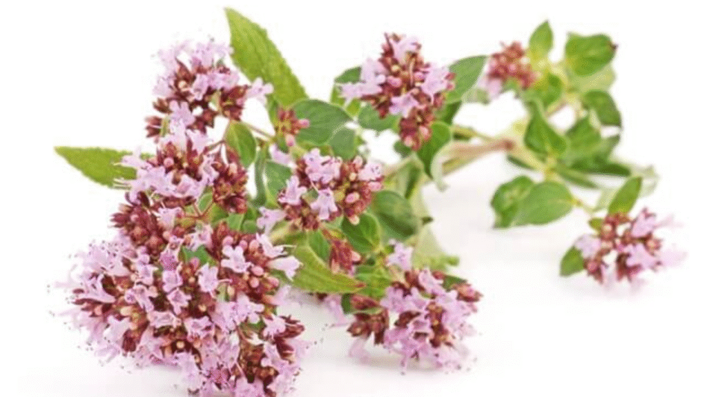 Due gocce d'origano in difesa del cavo orale