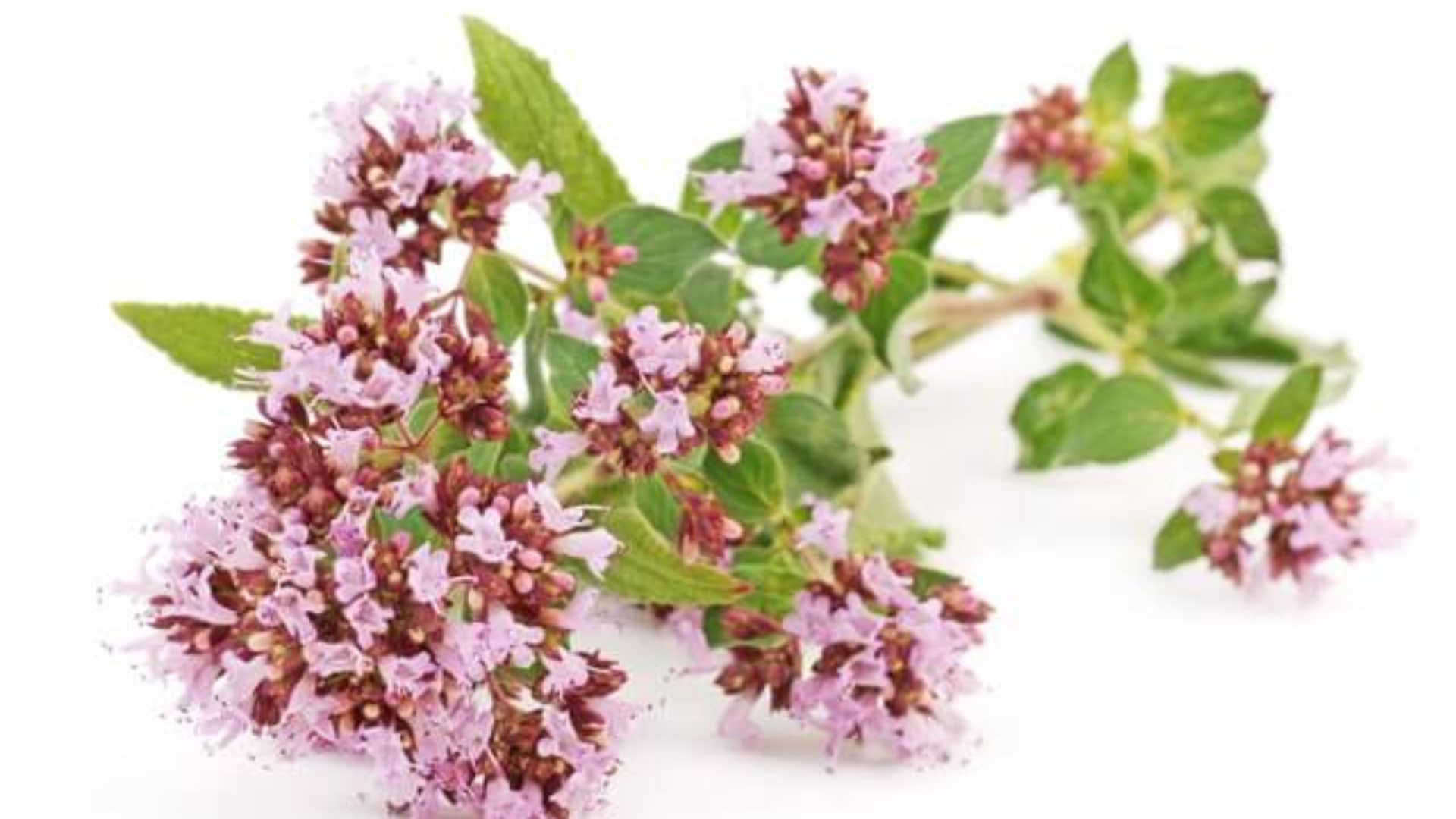 Due gocce d’origano in difesa del cavo orale