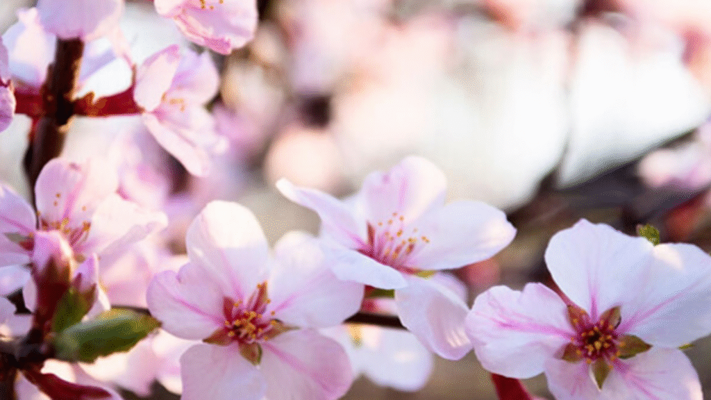 I fiori che fermano il mal di testa