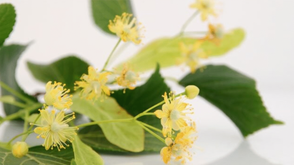 Pressione in equilibrio grazie al tiglio