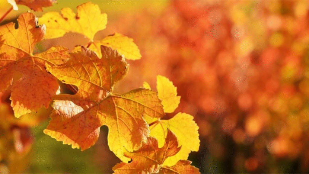 Con la vite canadese articolazioni e muscoli in salvo