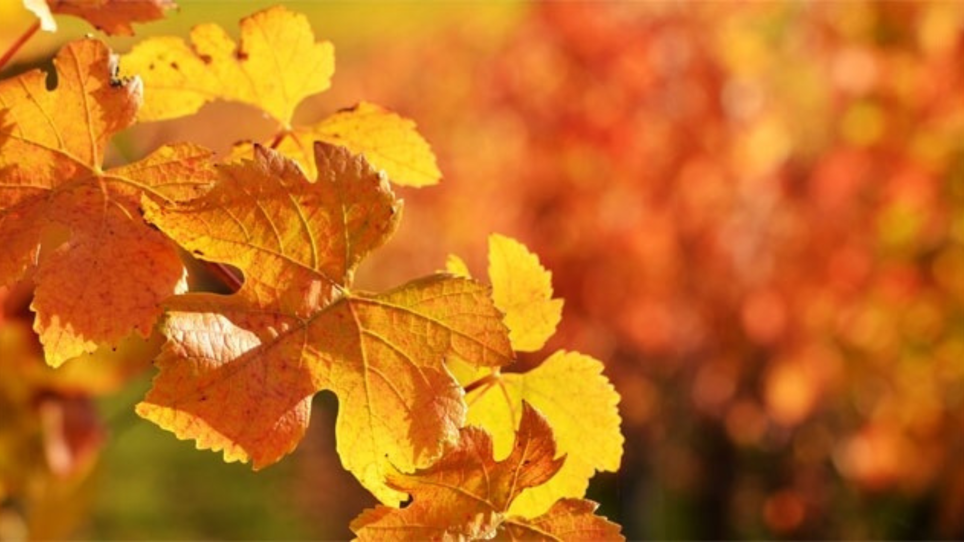 Con la vite canadese articolazioni e muscoli in salvo