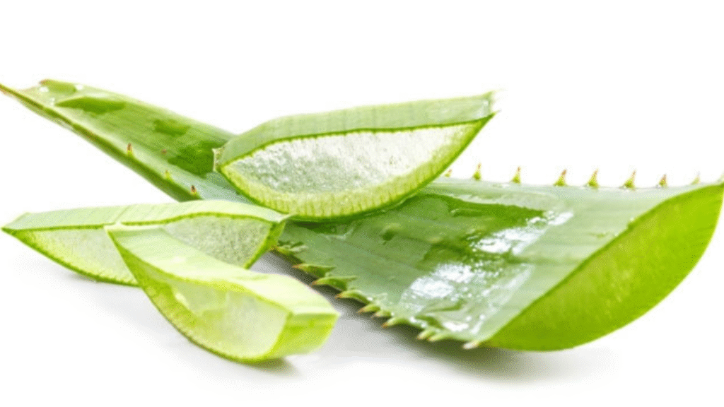 L'aloe vera vince i dolori alle gambe e rinnova i tessuti