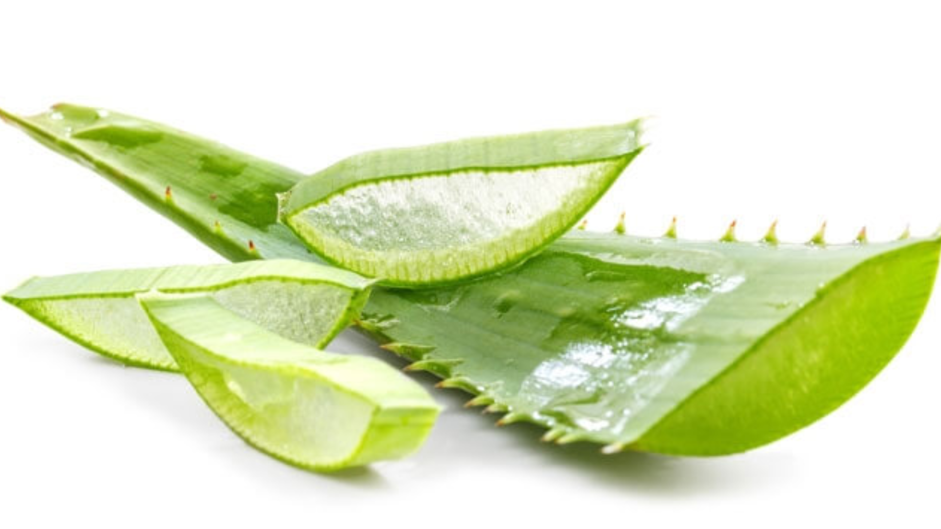 L’aloe vera vince i dolori alle gambe e rinnova i tessuti