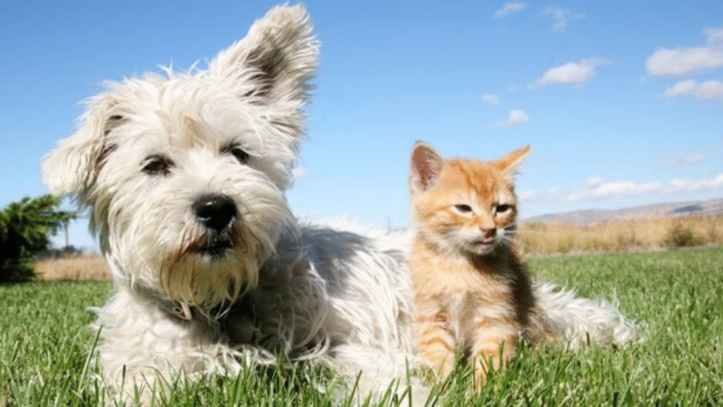 Con thuja li vaccini senza disturbi