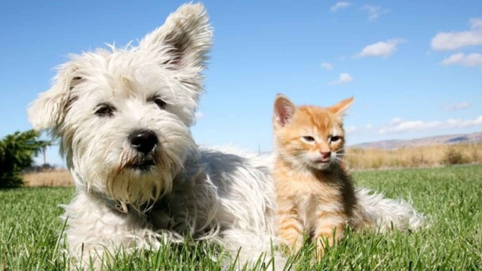 Con Thuja li vaccini senza disturbi