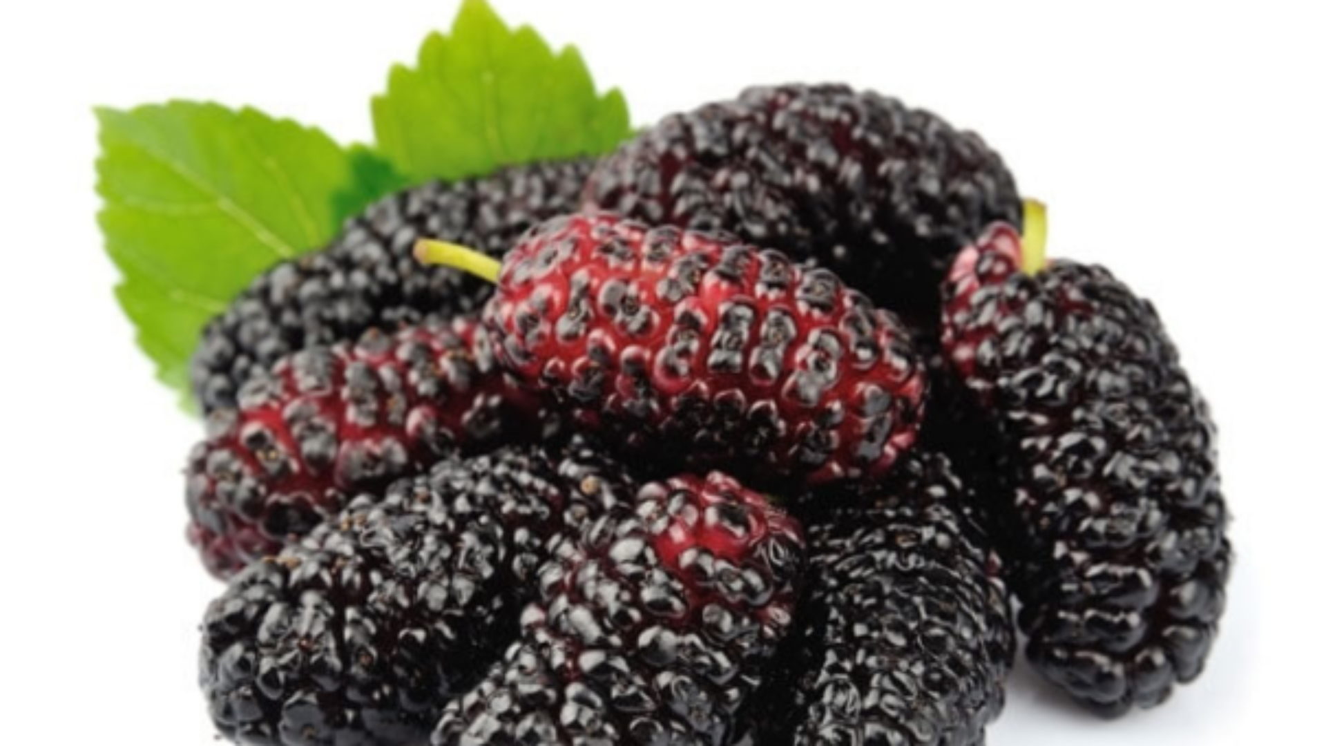 Glicemia sotto controllo con il gelso