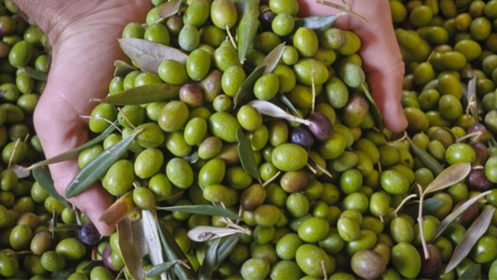 Dieta delle olive: mangiale per restare in forma