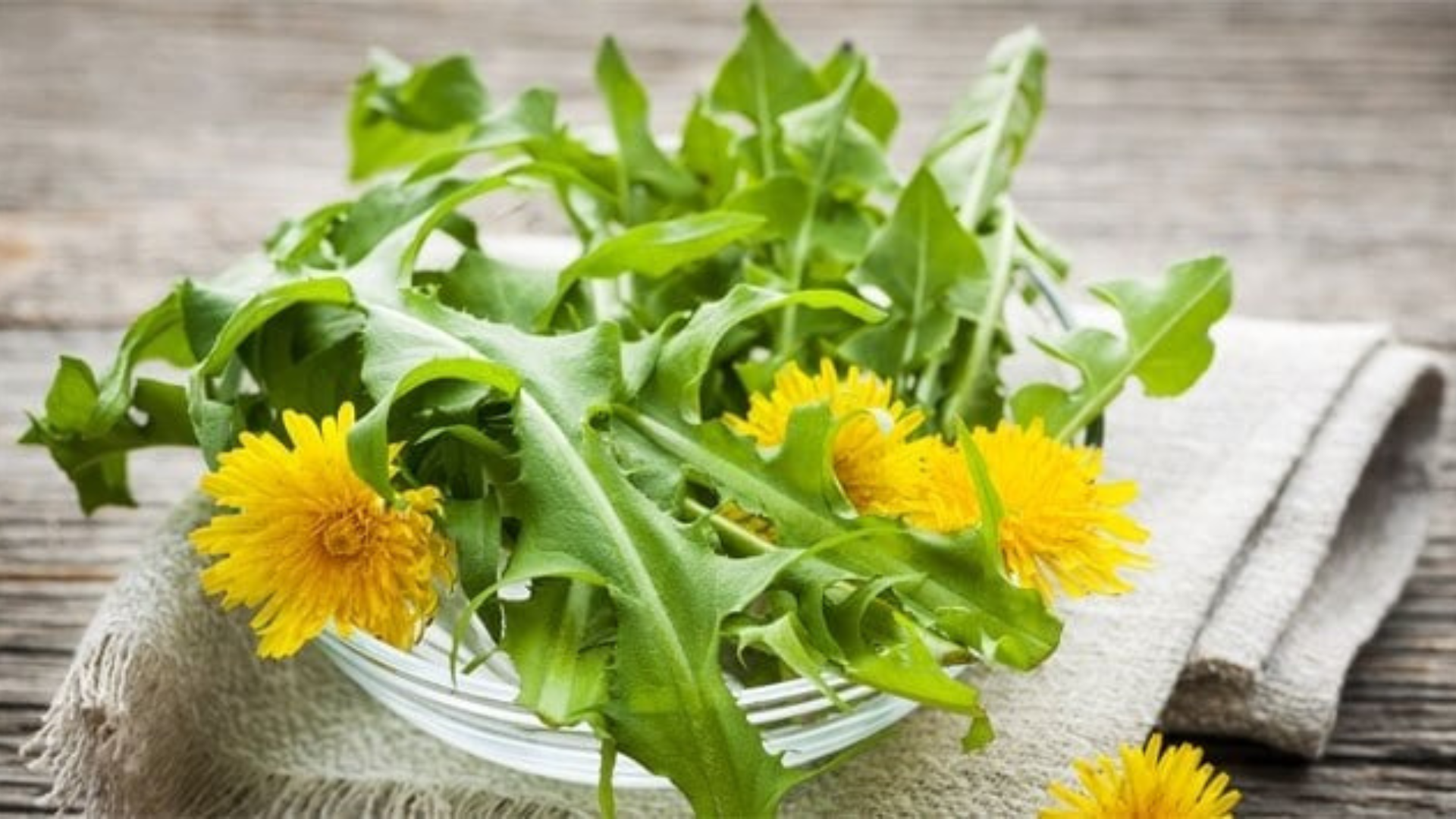 Super difese con l’insalata di tarassaco