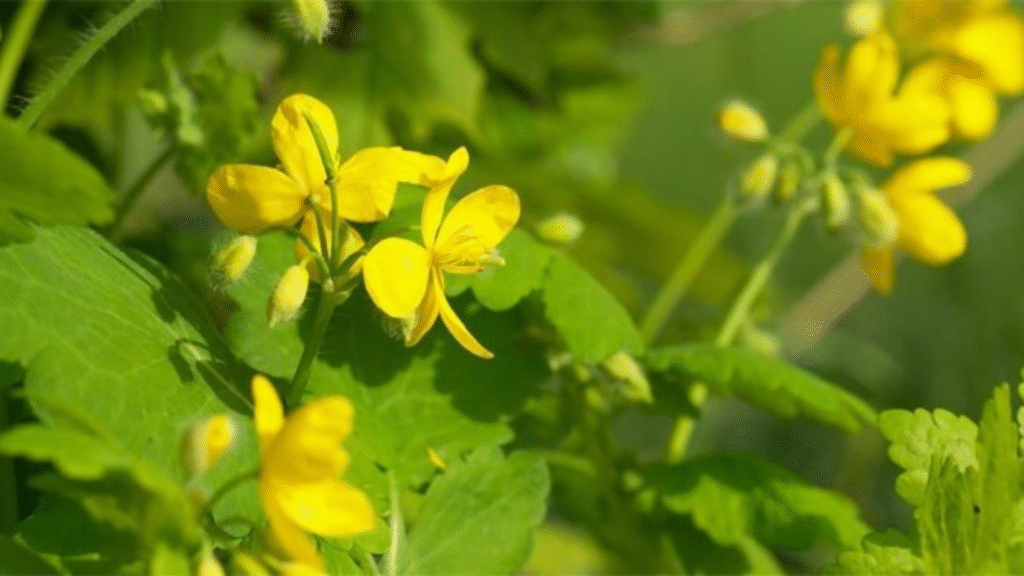 Cura le verruche con l'erba giusta