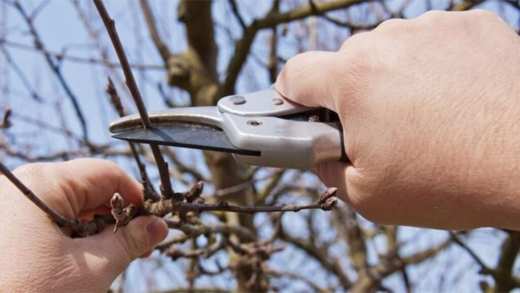 Se tagli i rami secchi riaccendi la vita
