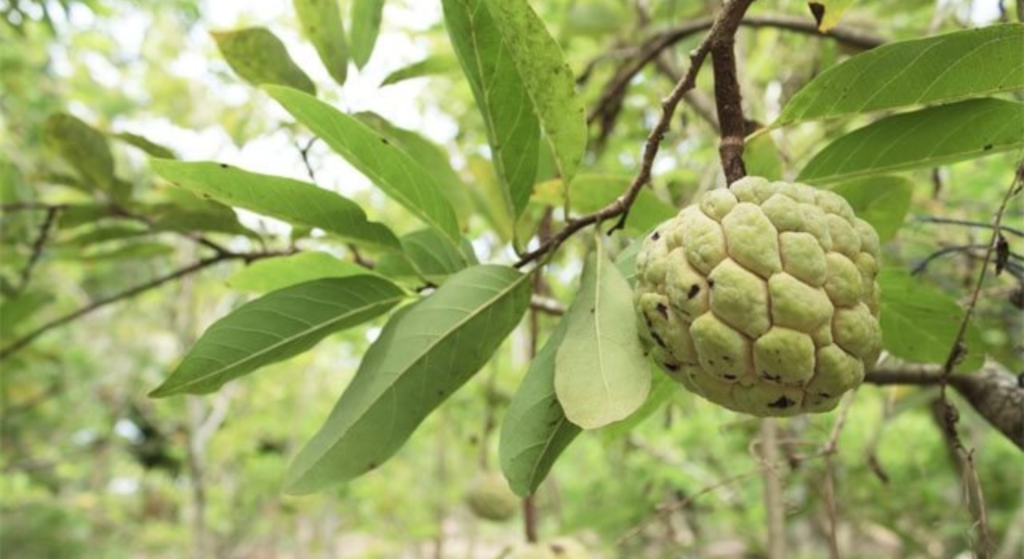 Pancreas in affanno? Lo aiutano le erbe giuste
