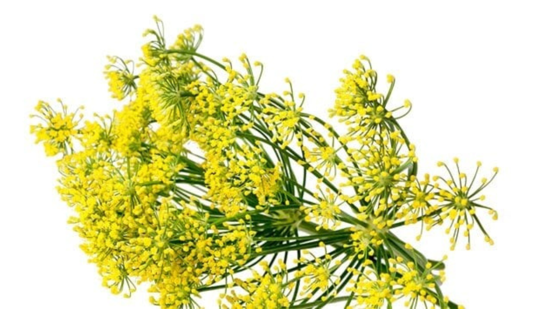 Via la gastrite con il finocchietto