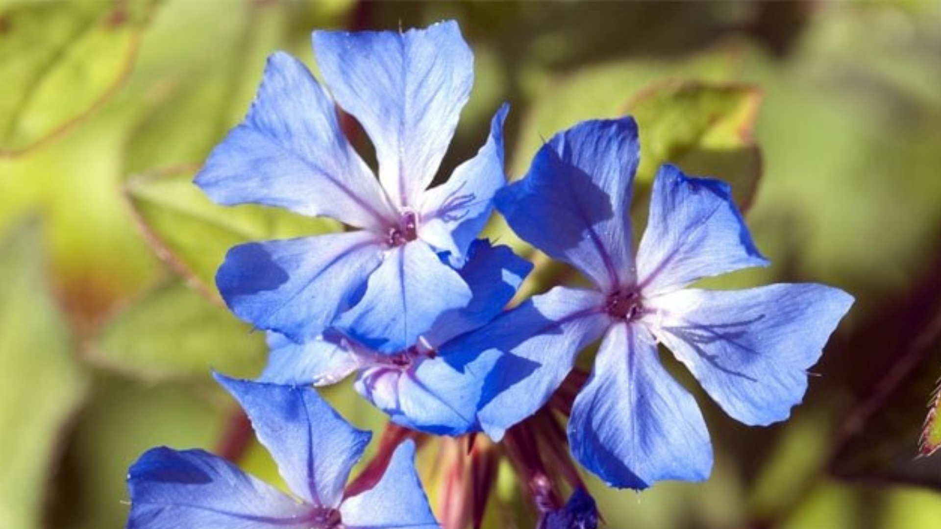 Cerato scaccia via stress e gastrite