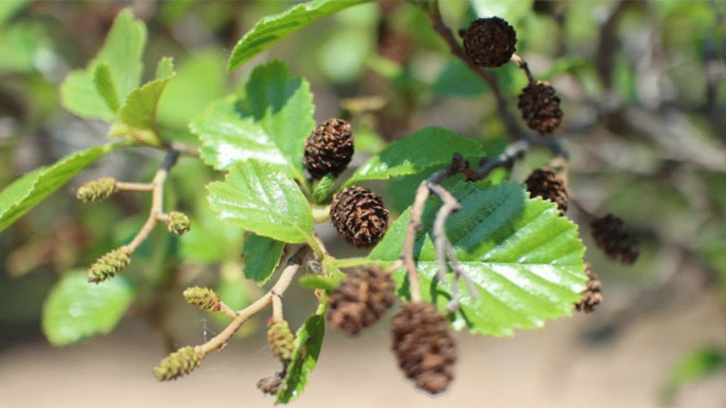 Con l'ontano ritrovi l'energia che ti serve