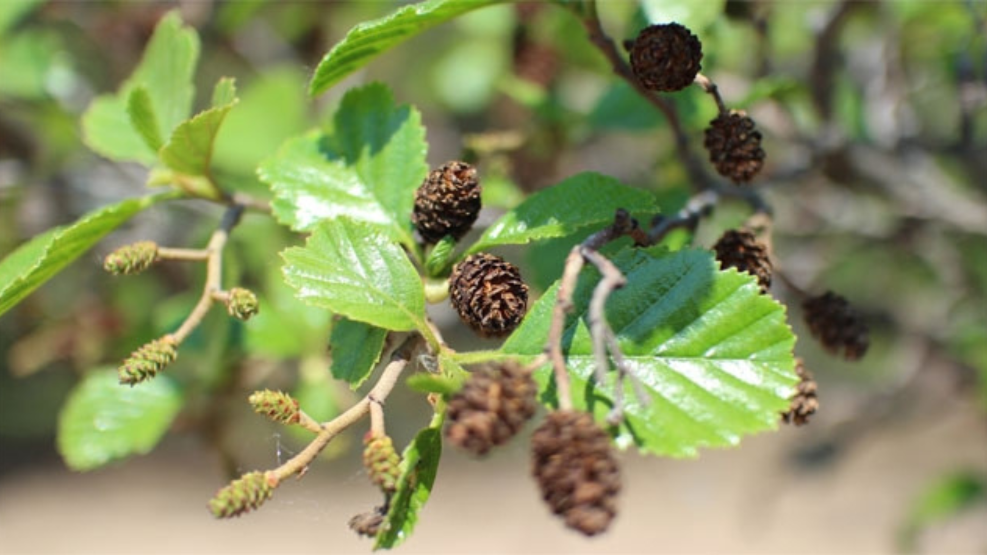 Con l’ontano ritrovi l’energia che ti serve