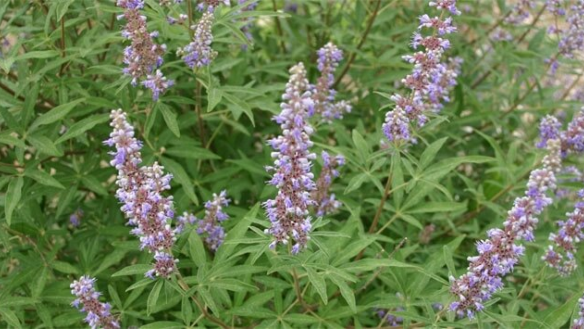 Con l’agnocasto regolarizzi il ciclo