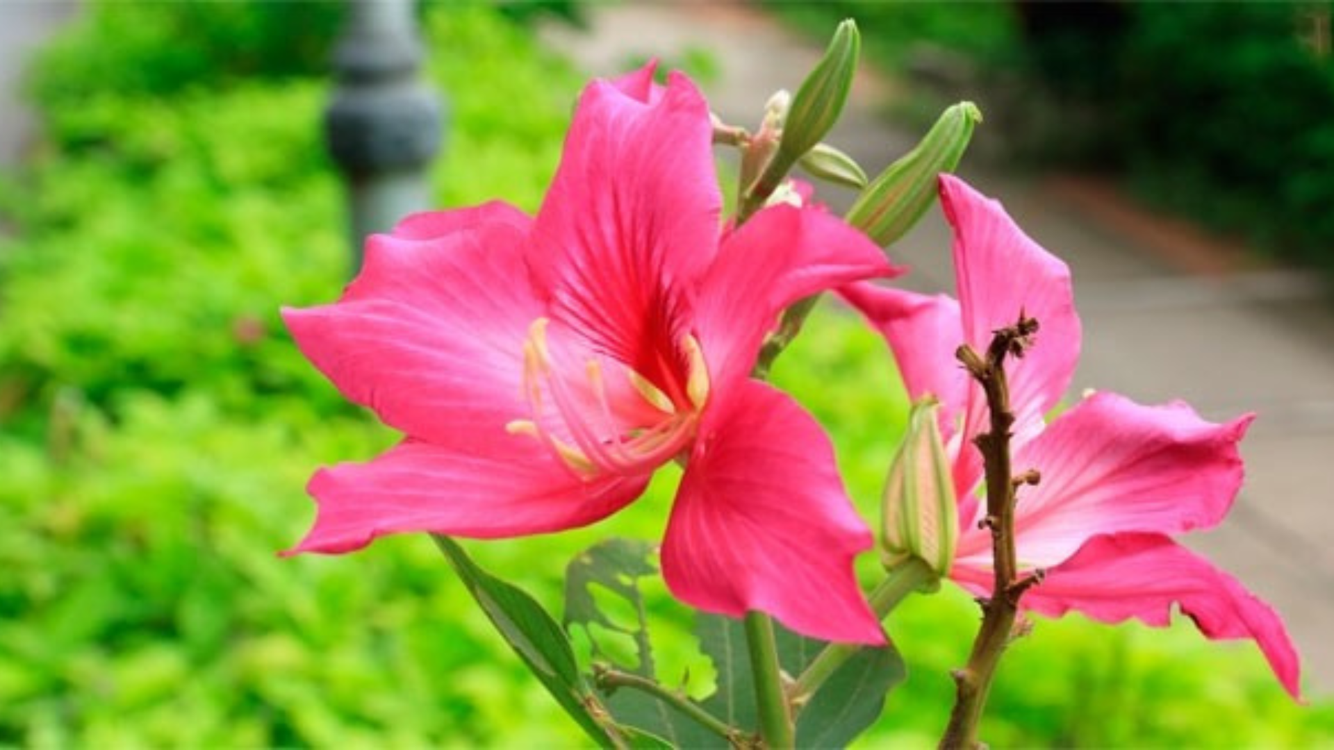 Bauhinia: il fiore australiano che ferma le allergie