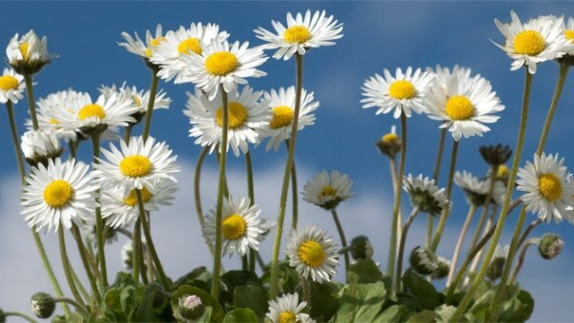 Le virtù segrete della margherita dei prati