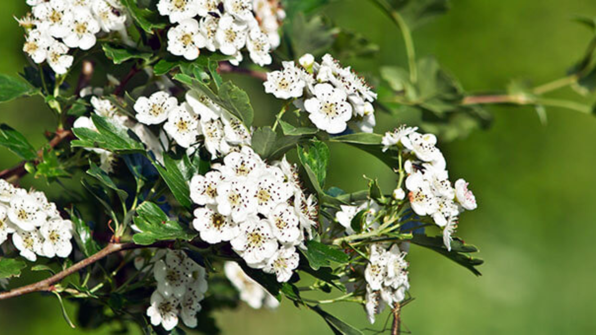Biancospino e tiglio, l’accoppiata vincente amica del cuore