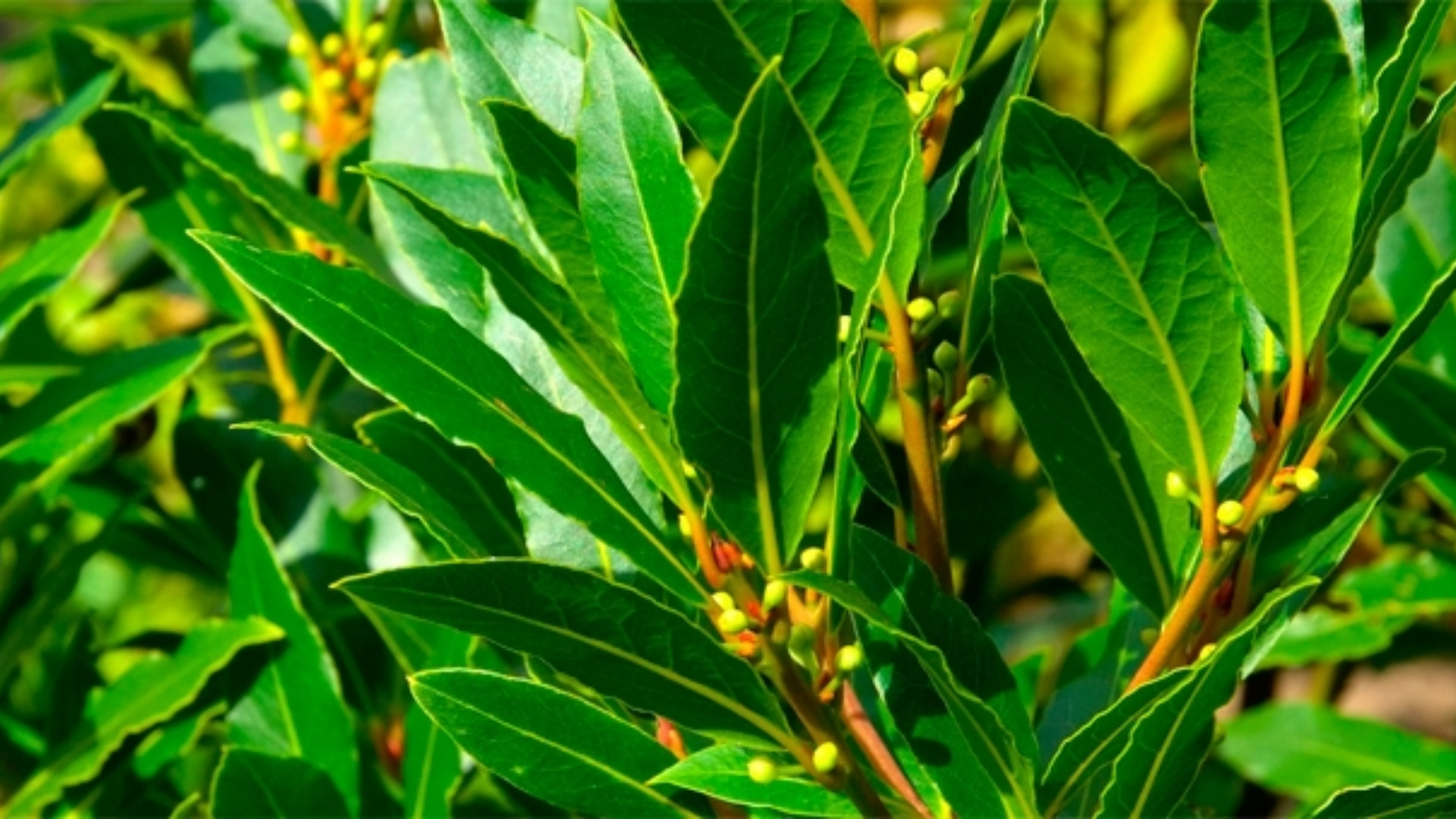 Alloro: l’arma segreta contro acidità, colite e reflusso