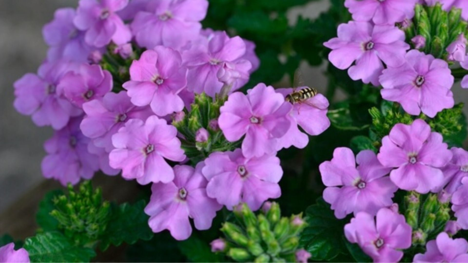 La verbena rivitalizza milza e sistema immunitario