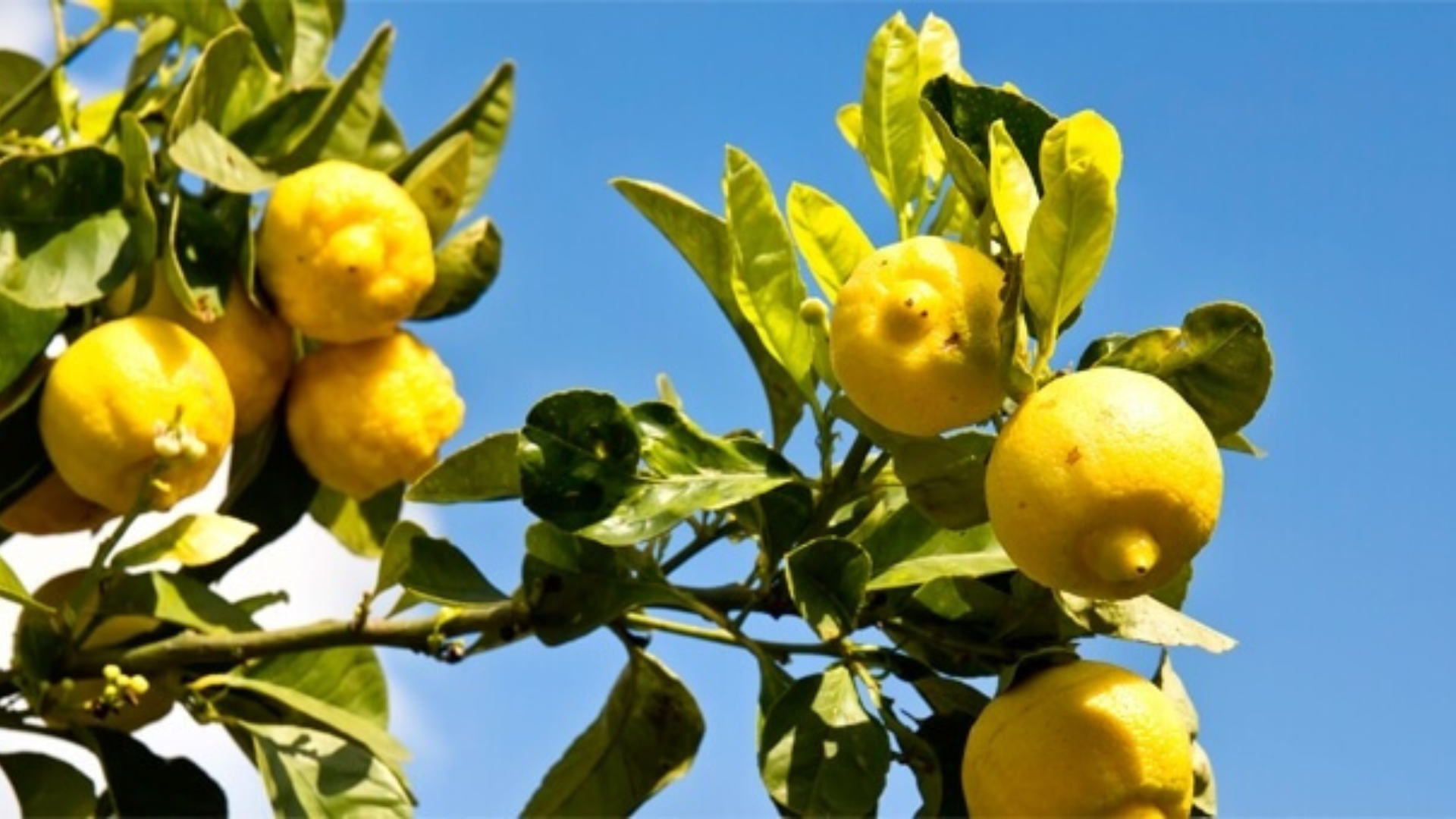 La spremuta di cedro combatte i segni della stanchezza