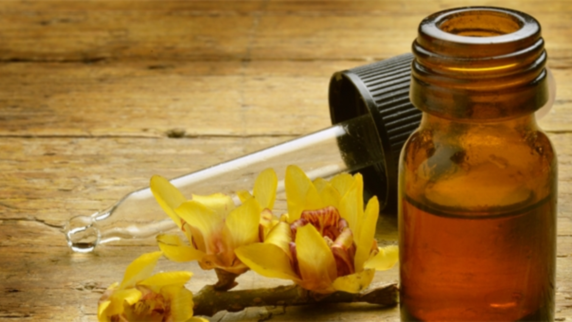 Essenza di calicanto: proprietà di infusi e oli