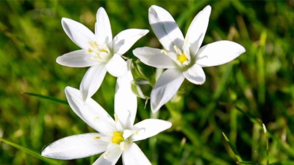 C'è un fiore di bach contro grandi e piccoli traumi
