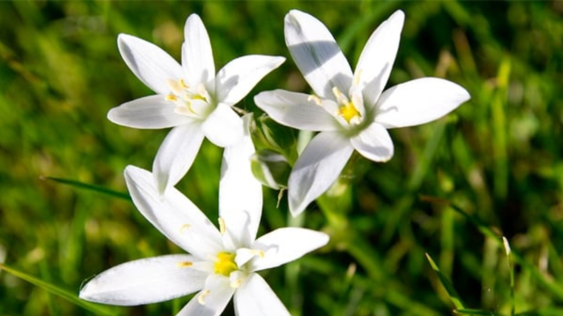 C’è un fiore di Bach contro grandi e piccoli traumi