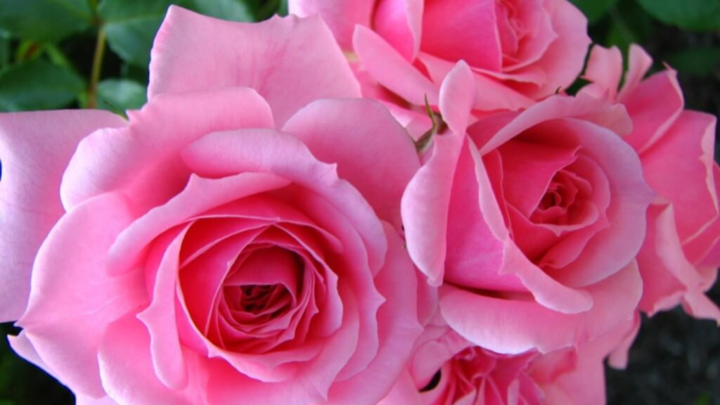 Petali di rosa, dall'insonnia al fegato ecco tutto ciò che puoi curare