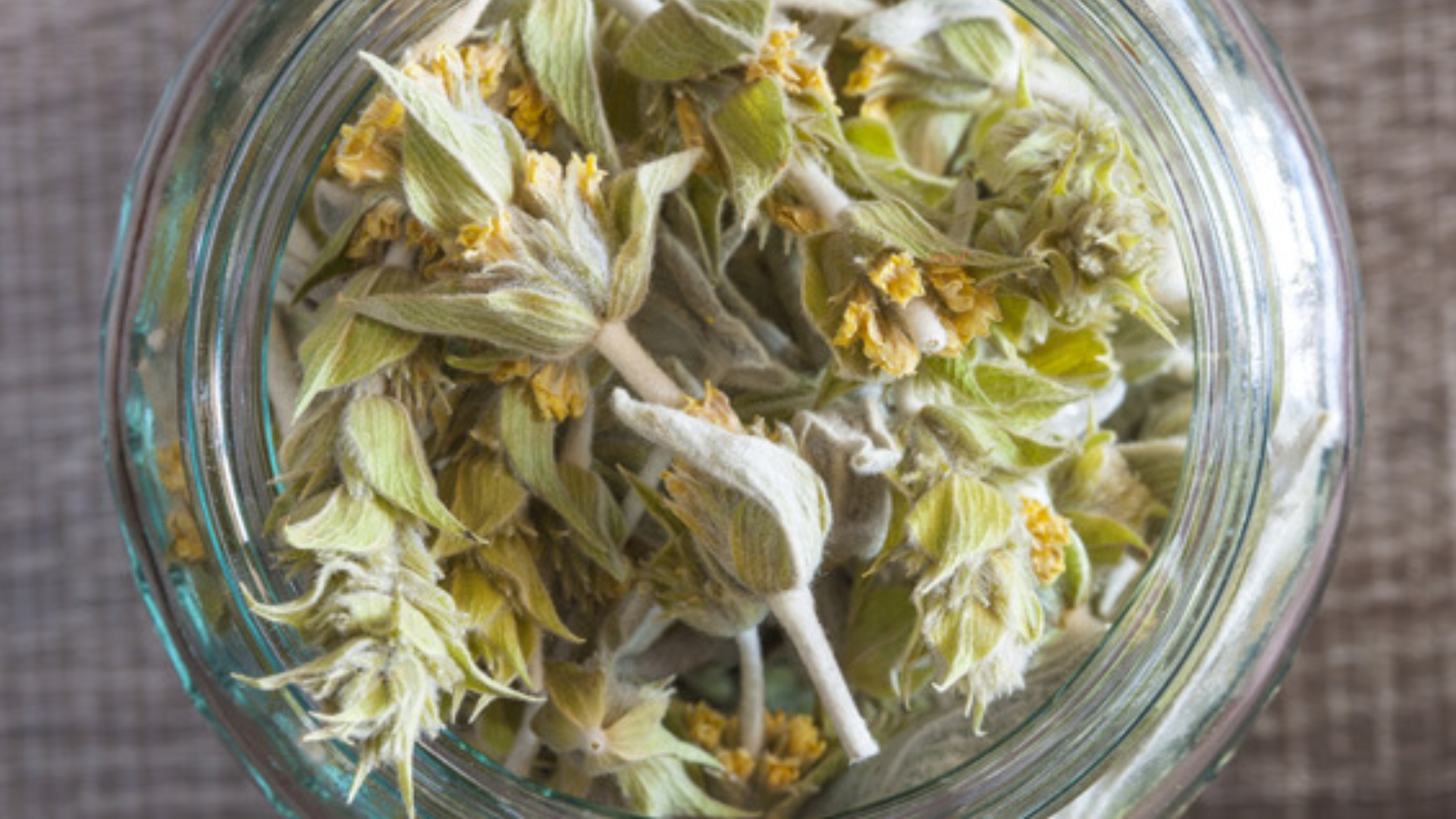 Stregonia, l’antiossidante naturale che riduce anche ansia e stress