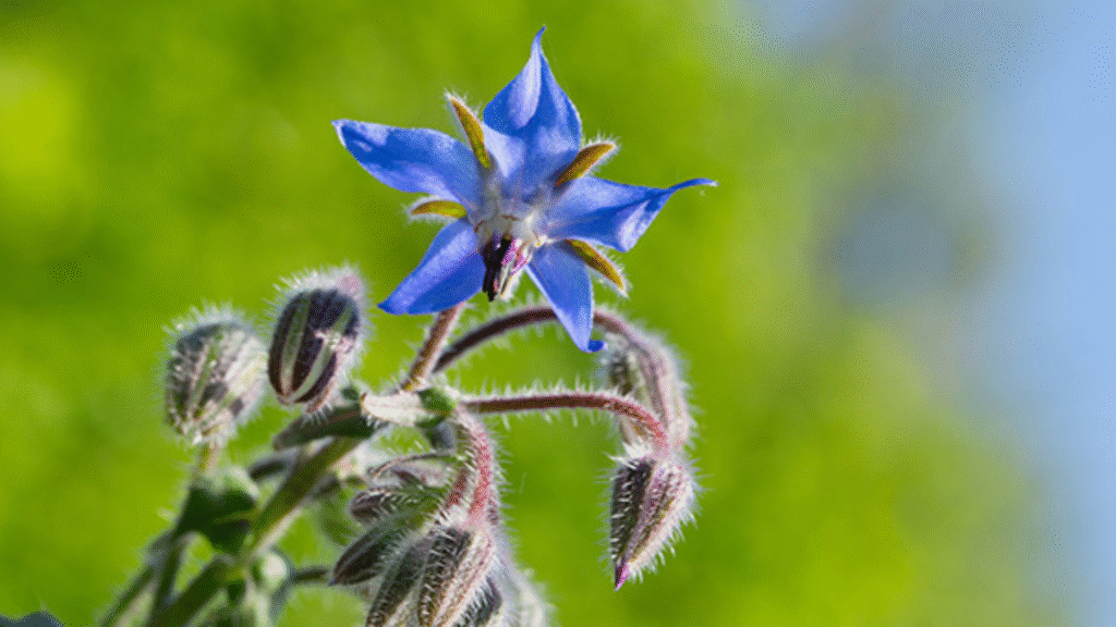 Borragine: proprietà, principi attivi e modi d'uso