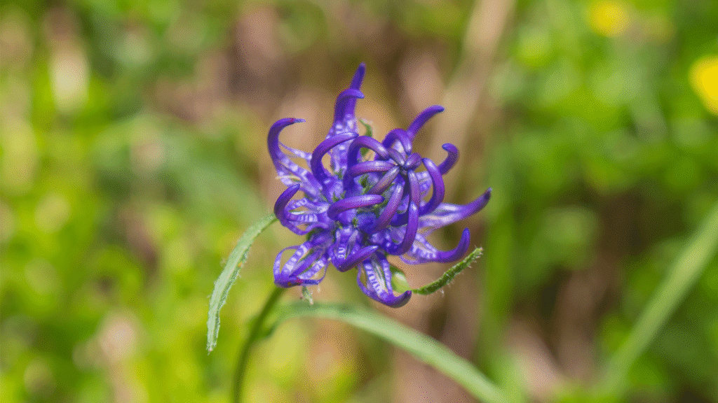 Artiglio del diavolo: proprietà, principi attivi ed utilizzi