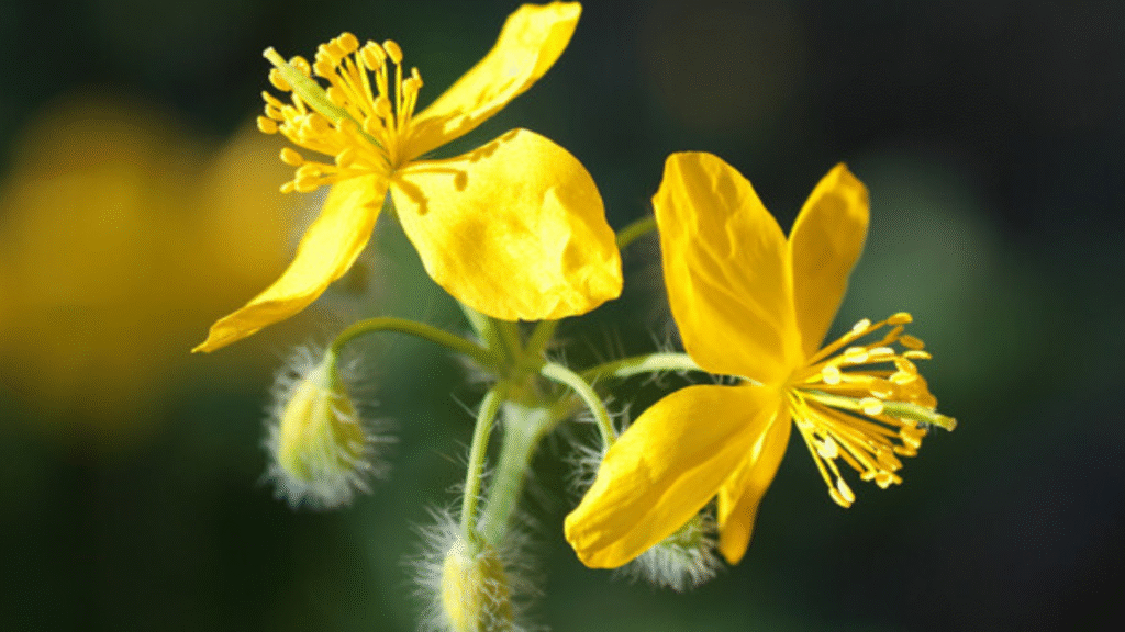 Celidonia: proprietà, principi attivi e modi d'uso