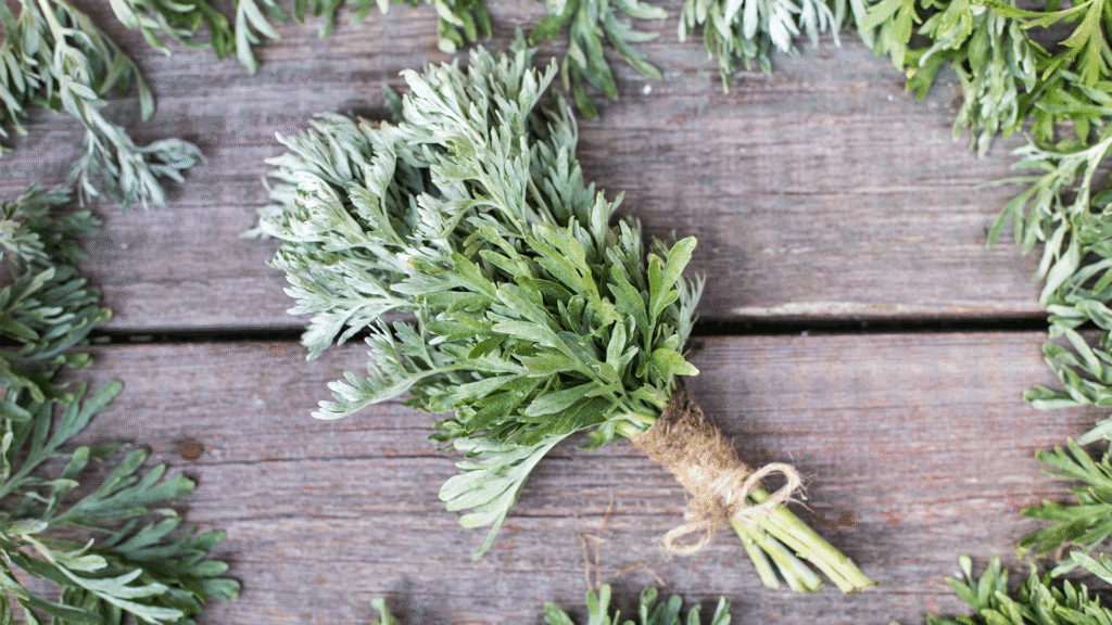 Assenzio, la pianta che si prende cura di stomaco e intestino