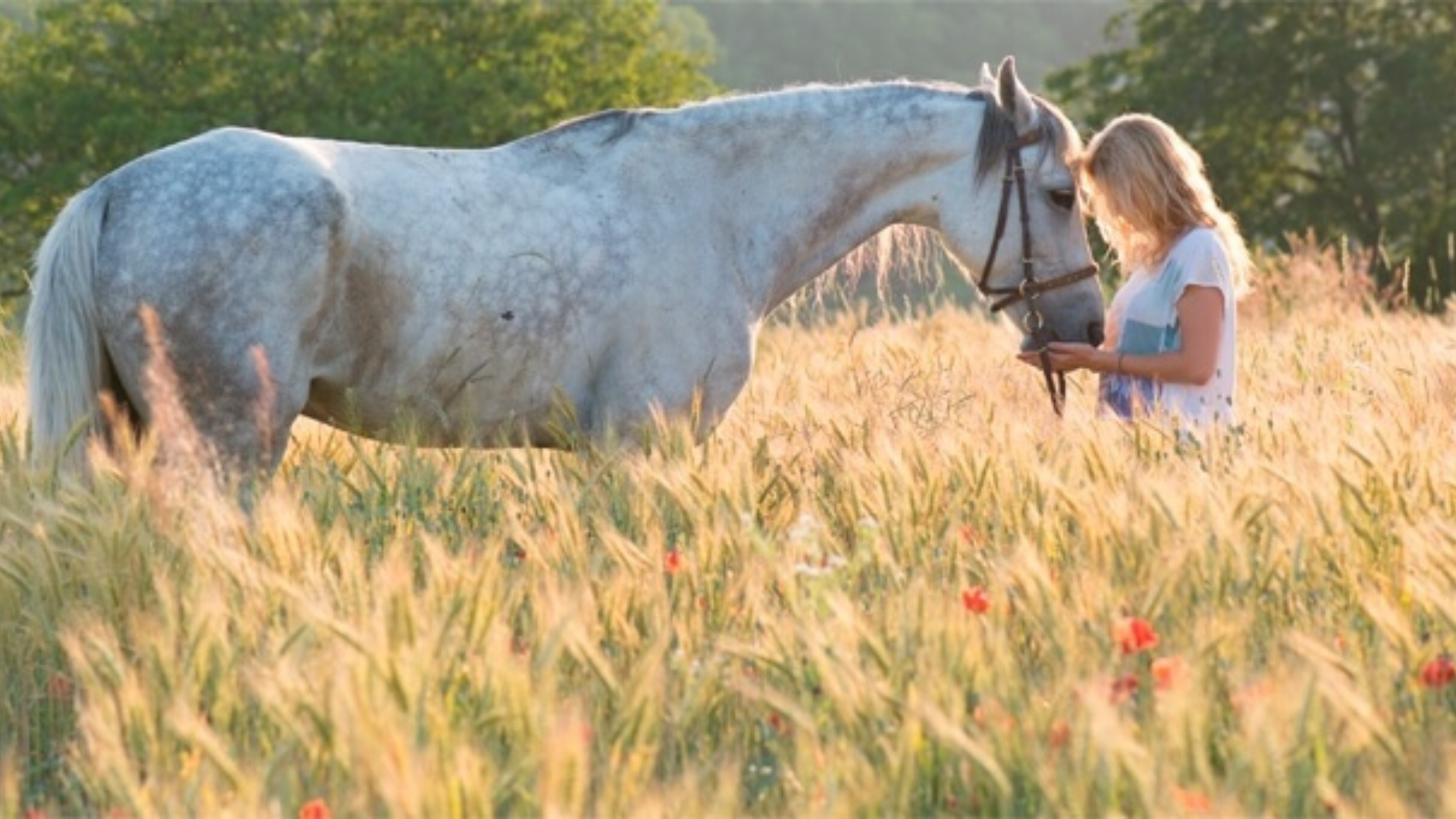 Spegni le lotte interiori grazie al tuo animale-guida