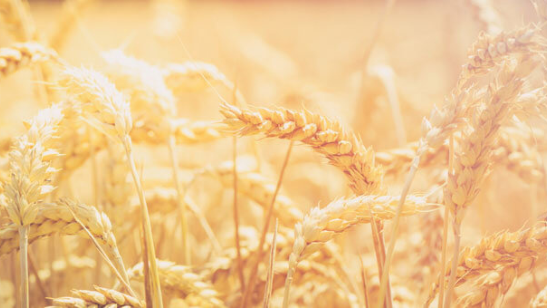 Con il silicio rinforzi le ossa e previeni osteoporosi e artrite