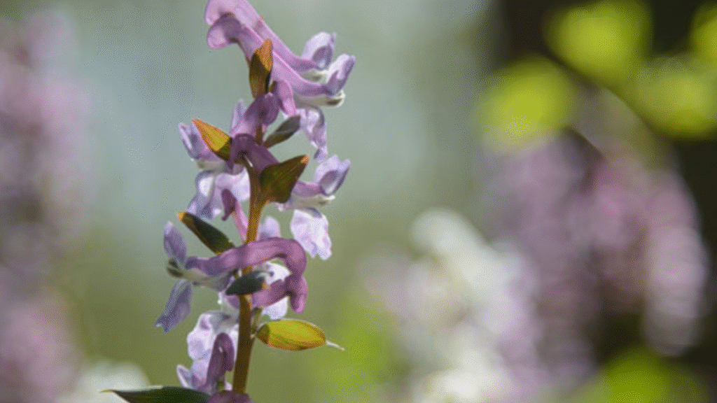 Corydalis, l'analgesico naturale che spegne l'infiammazione