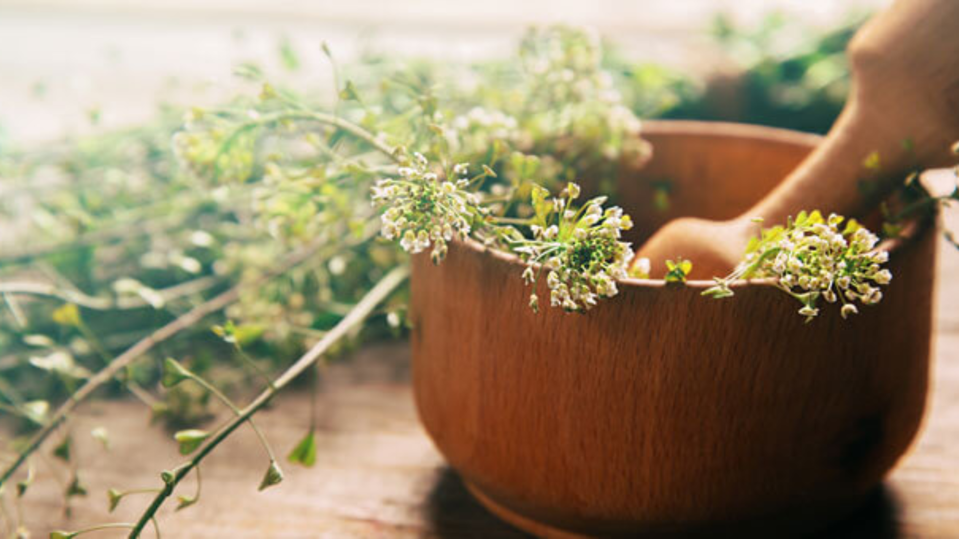 Borsa del pastore: regolarizza flusso mestruale e pressione arteriosa