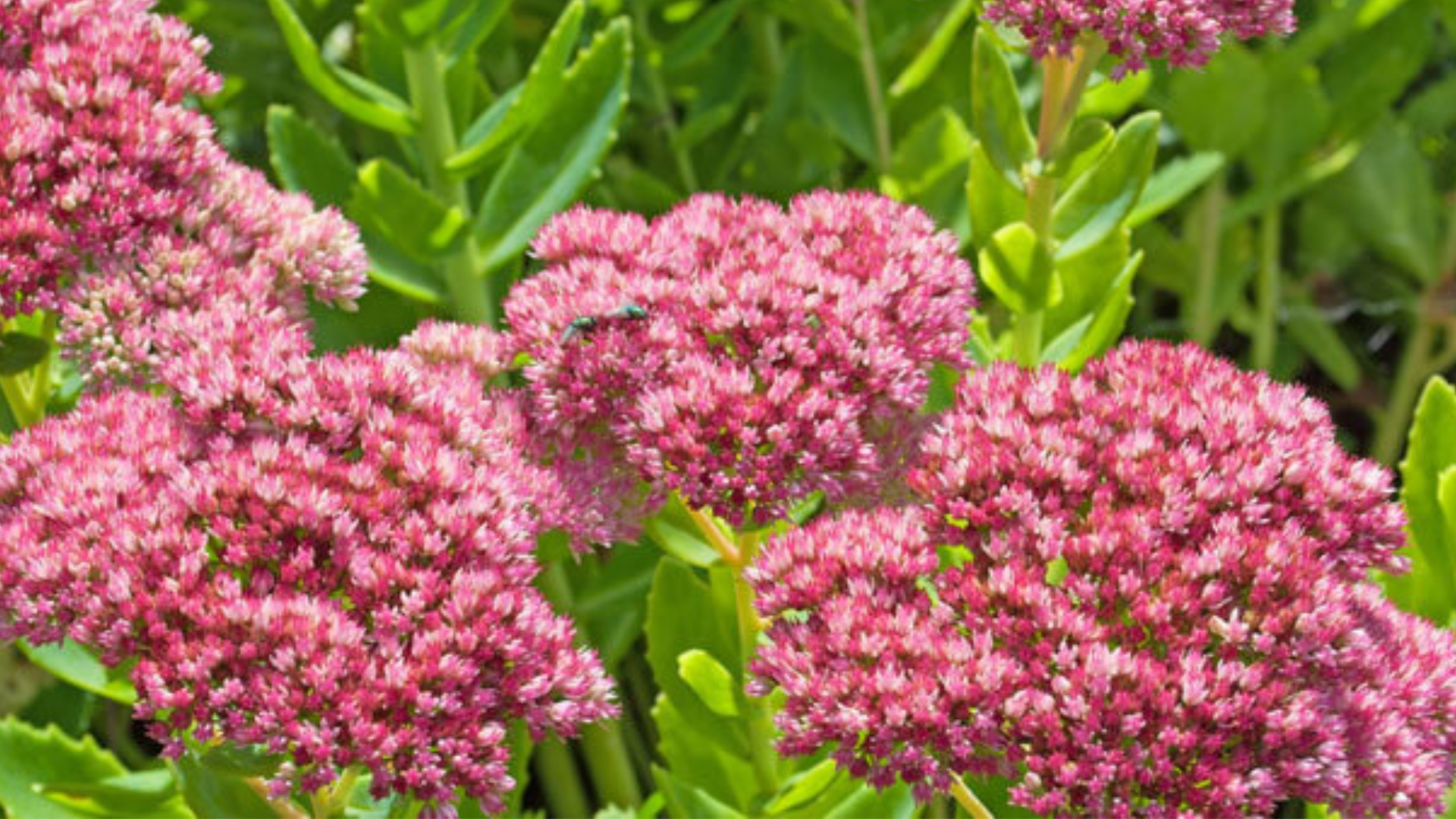 Sedum Telephium, ripara la cute lesa e infiammata