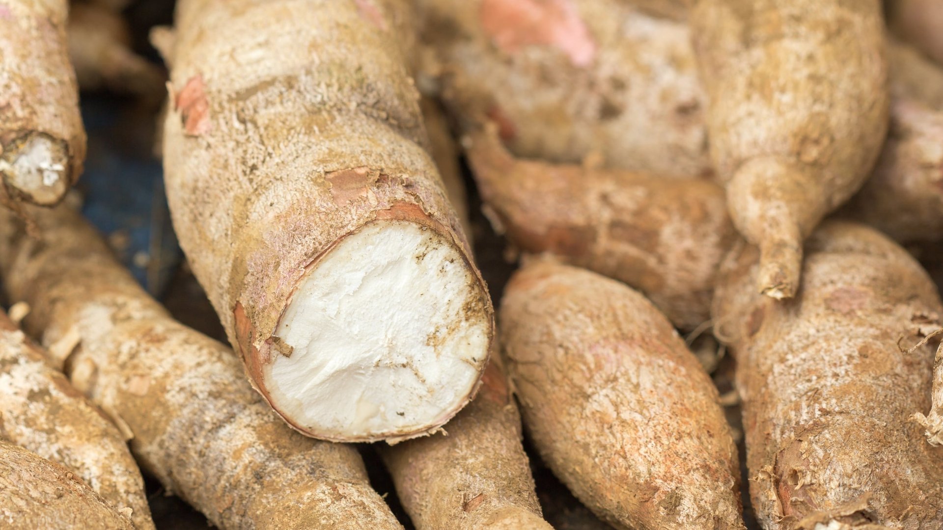 Con la yucca ti depuri e fai il pieno di energia