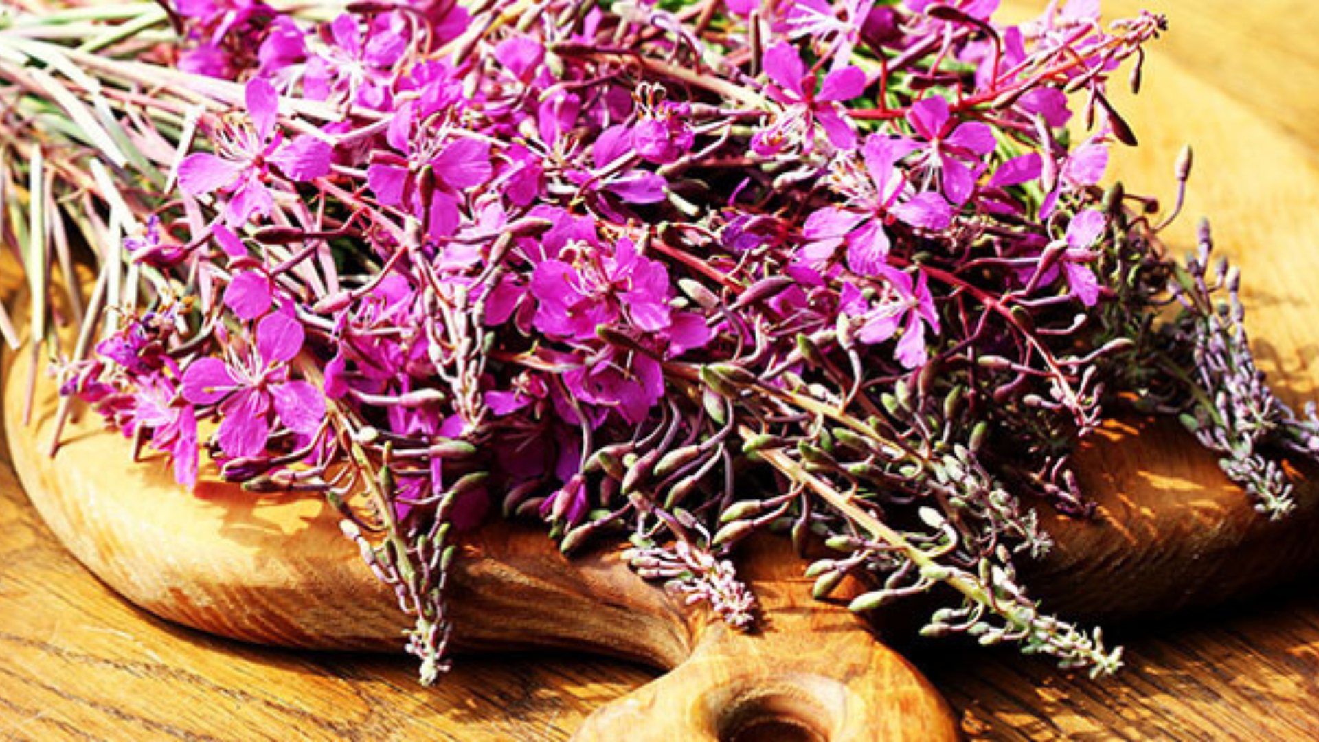 Epilobio, l’alleato di stomaco e prostata