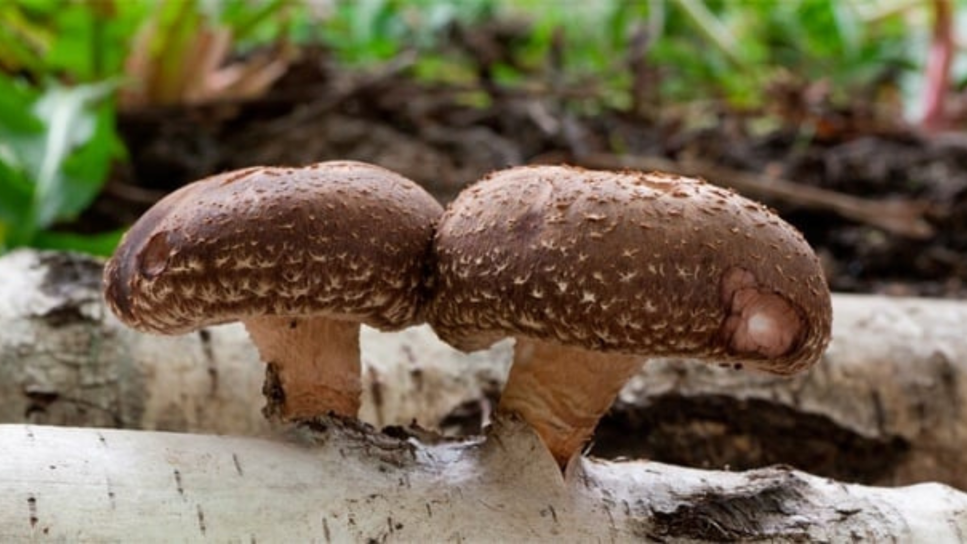 Shiitake, il fungo che fa dimagrire